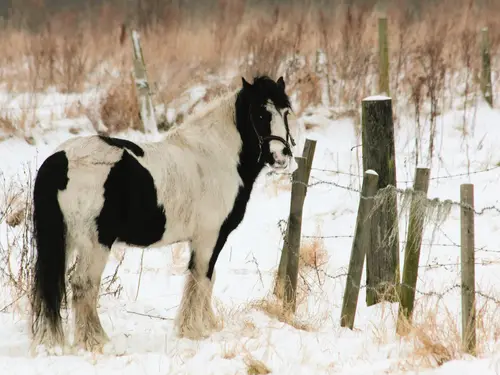 лошадь, животные, черно-белые, светлые, бежевые, зима, снег